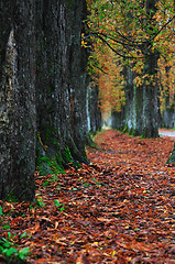 Image showing long alley at fall autumn sesson