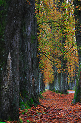 Image showing long alley at fall autumn sesson