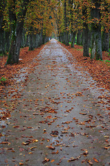 Image showing long alley at fall autumn sesson