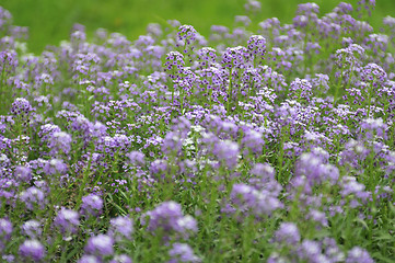 Image showing purple flower background