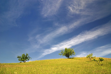 Image showing tree on meadow at sunny day