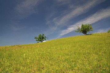 Image showing tree on meadow at sunny day