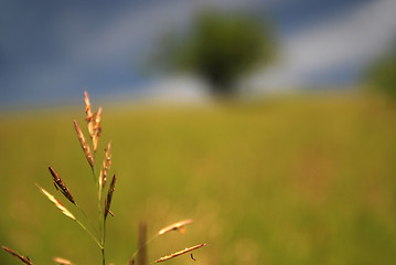 Image showing meadow 