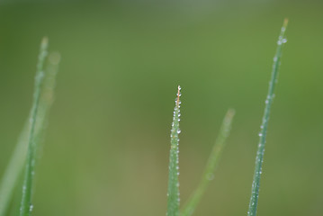 Image showing dew drop on grass 
