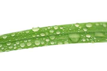 Image showing dew drop on grass 