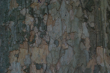 Image showing tree bark