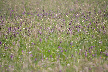 Image showing wild flowers background