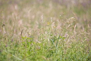 Image showing wild flowers background