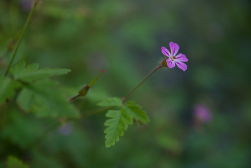 Image showing pink flower 