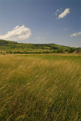 Image showing summer landscape