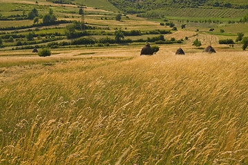 Image showing summer landscape