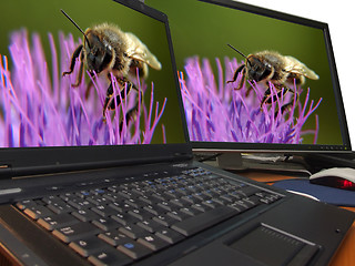 Image showing bee macro on sharp dual display...