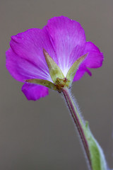 Image showing rear of wild violet carnation