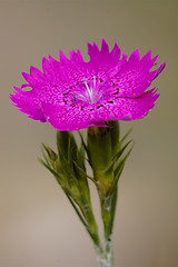 Image showing violet carnation  epilobium hirstum sylvestris