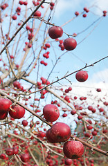 Image showing Apple orchard