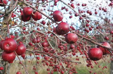 Image showing Red apples