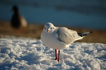 Image showing Gull