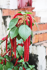 Image showing Plant native to Thailand