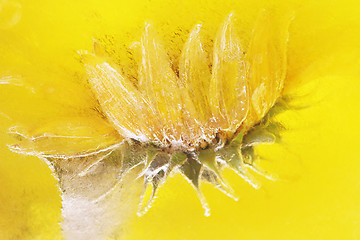 Image showing Frozen sunflower