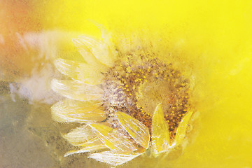 Image showing Sunflower frozen