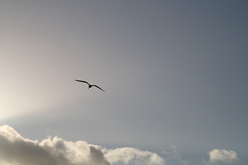 Image showing Bird in the blue