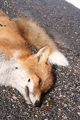 Image showing Dead fox