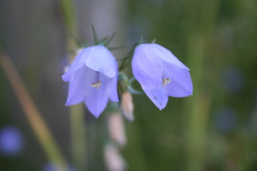 Image showing Flower