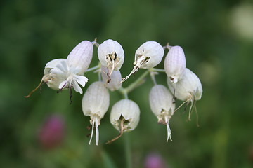 Image showing Flowers