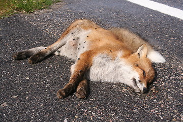 Image showing Dead fox