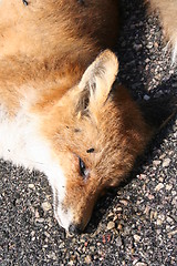 Image showing Dead fox