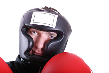 Image showing Boxer