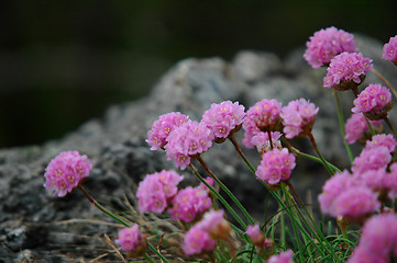 Image showing Beach flowers