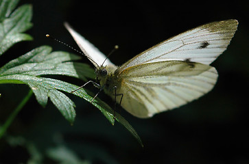 Image showing Butterfly