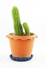 Image showing Green cactus