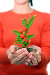 Image showing Beautiful  girl holding young plant