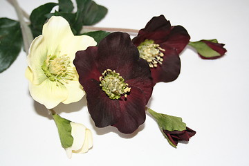 Image showing Christmas roses