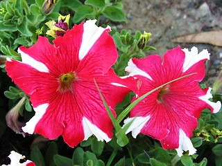 Image showing Red and white pansies