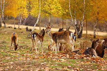 Image showing deer eating a leaf