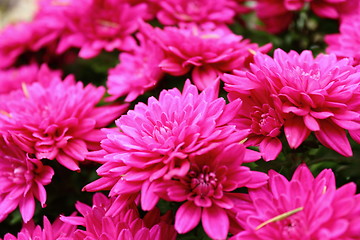 Image showing detail of pink chrysanthemum