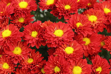 Image showing red chrysanthemum bouquet