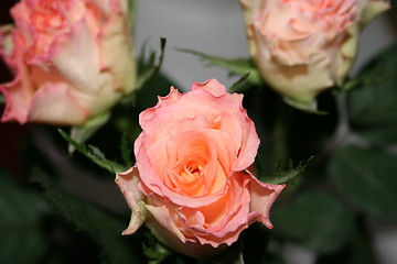 Image showing Wonderful roses