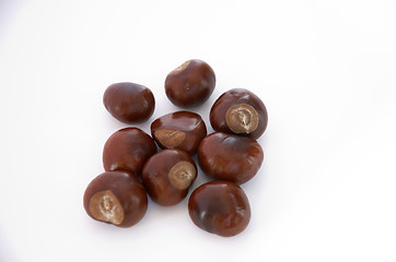 Image showing Conkers
