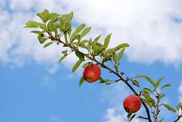 Image showing Apple tree