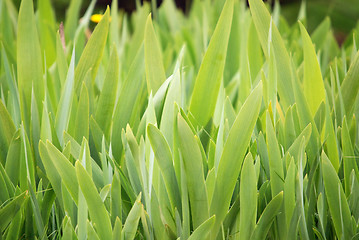 Image showing green grass