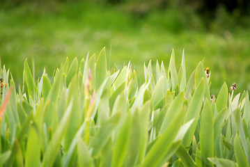 Image showing green grass