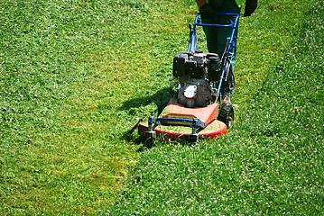 Image showing green grass