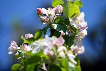 Image showing Cherry tree in bloom