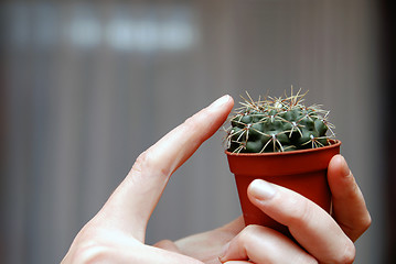 Image showing Touch the cactus