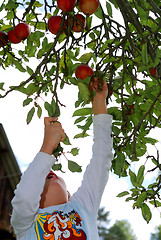 Image showing Girl straching for an apple
