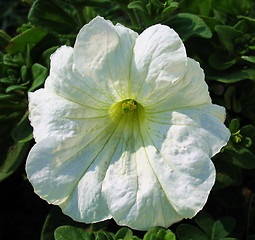 Image showing Lonely white flower